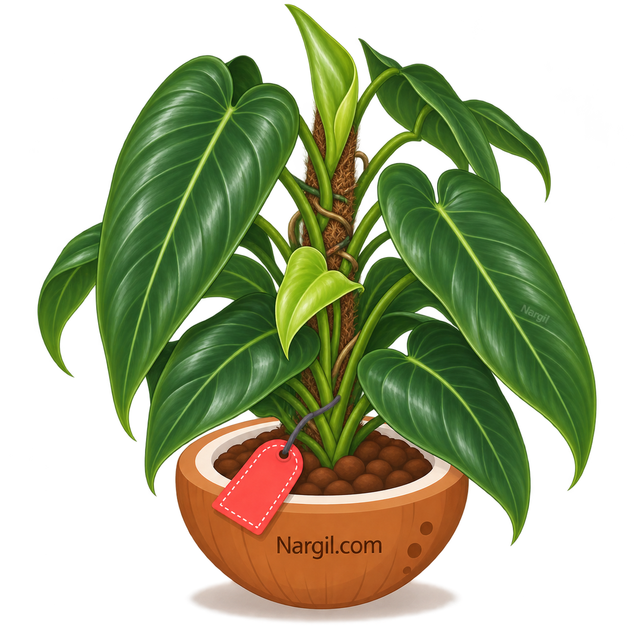 Nargil_Philodendron Ecuadorense